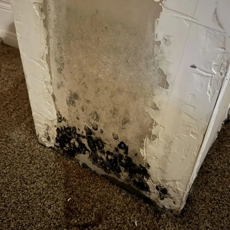 Professional Mold Removal in Vacaville, CA